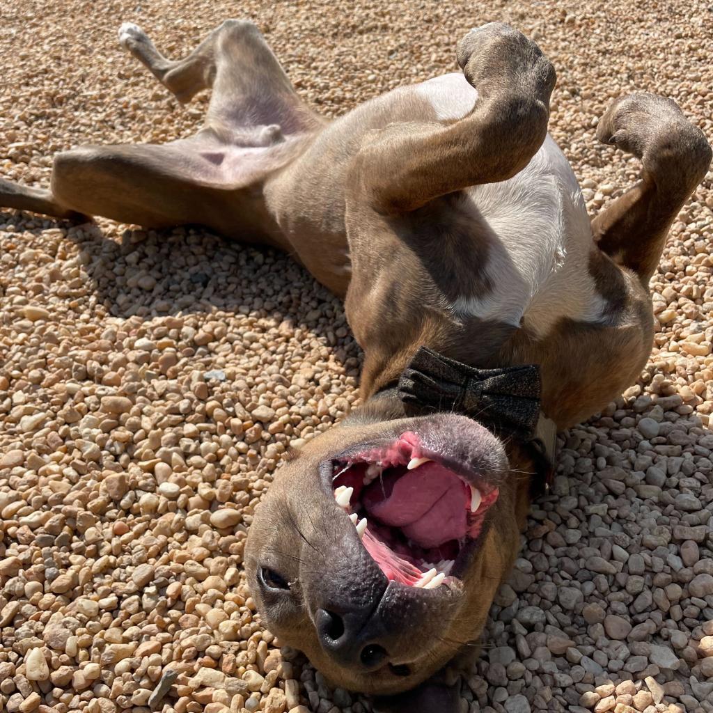 Scout, Adoptable, Adult Male Mixed Breed & American Staffordshire Terrier.