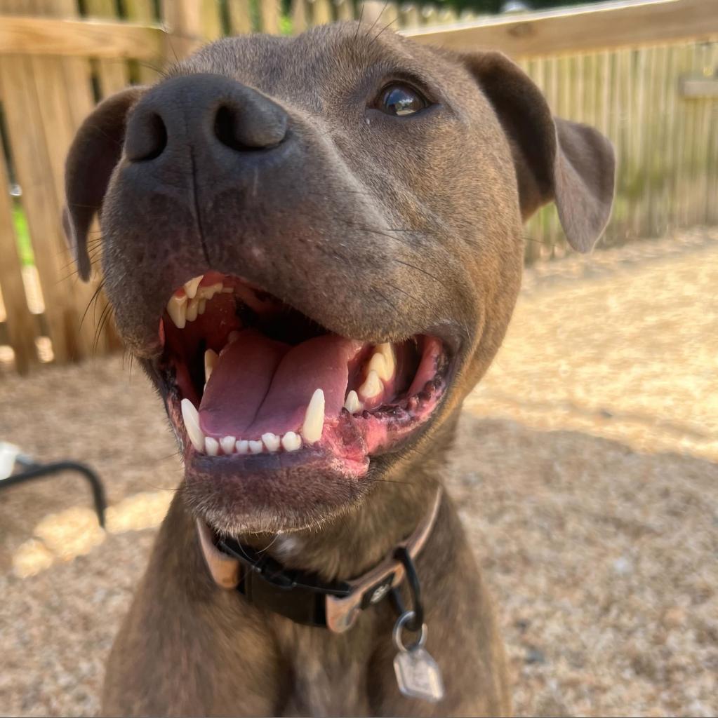 Enlarge Scout, a Adoptable mixed breed in Fairfax Station, VA image 1/6