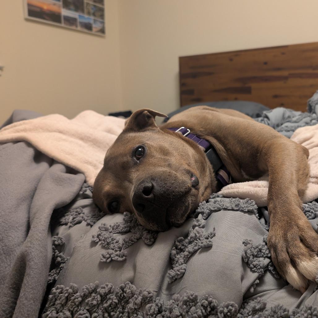 Enlarge Scout, a Adoptable mixed breed in Fairfax Station, VA image 3/6