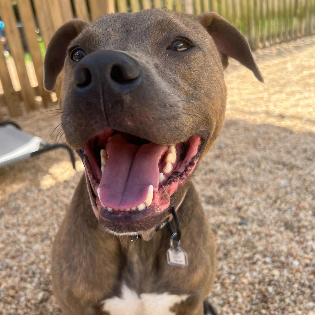 Enlarge Scout, a Adoptable mixed breed in Fairfax Station, VA image 4/6