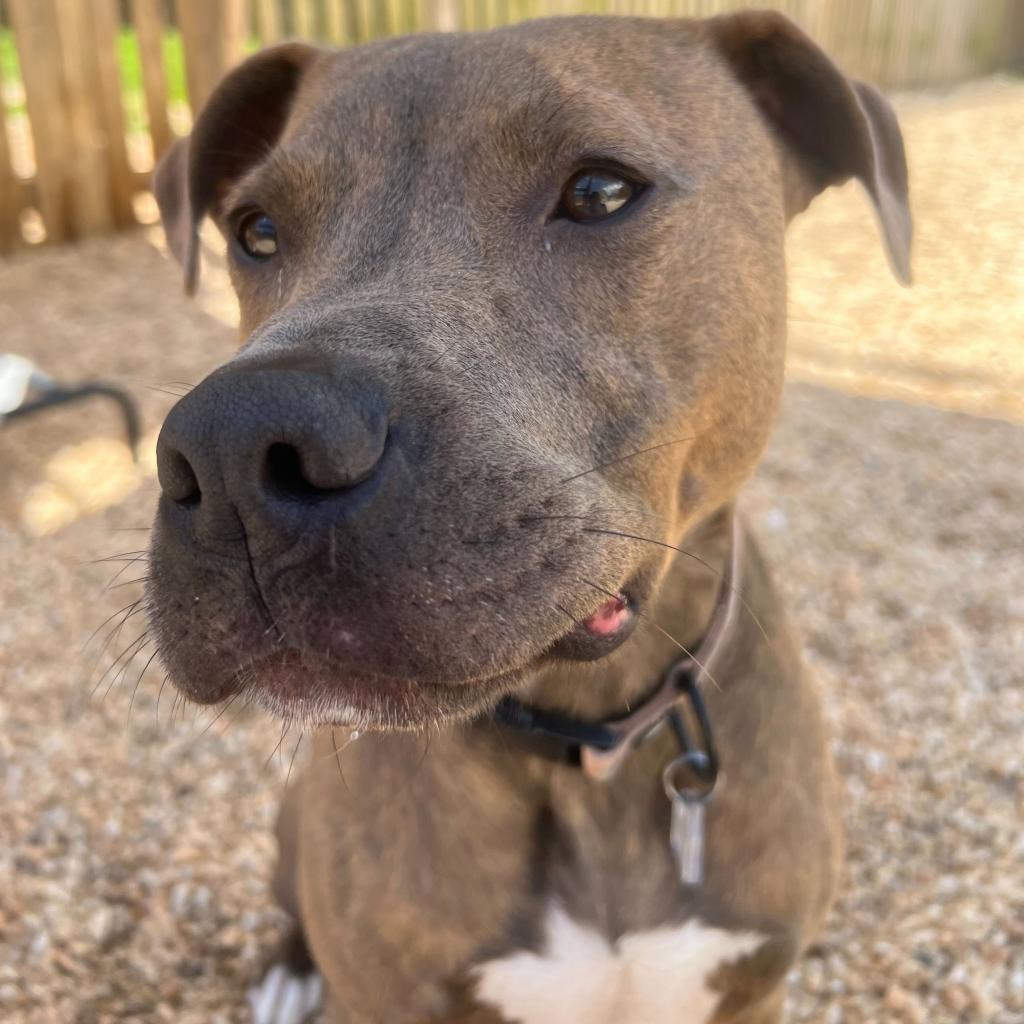 Enlarge Scout, a Adoptable mixed breed in Fairfax Station, VA image 2/6