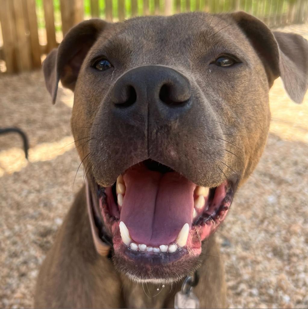 Enlarge Scout, a Adoptable mixed breed in Fairfax Station, VA image 5/6