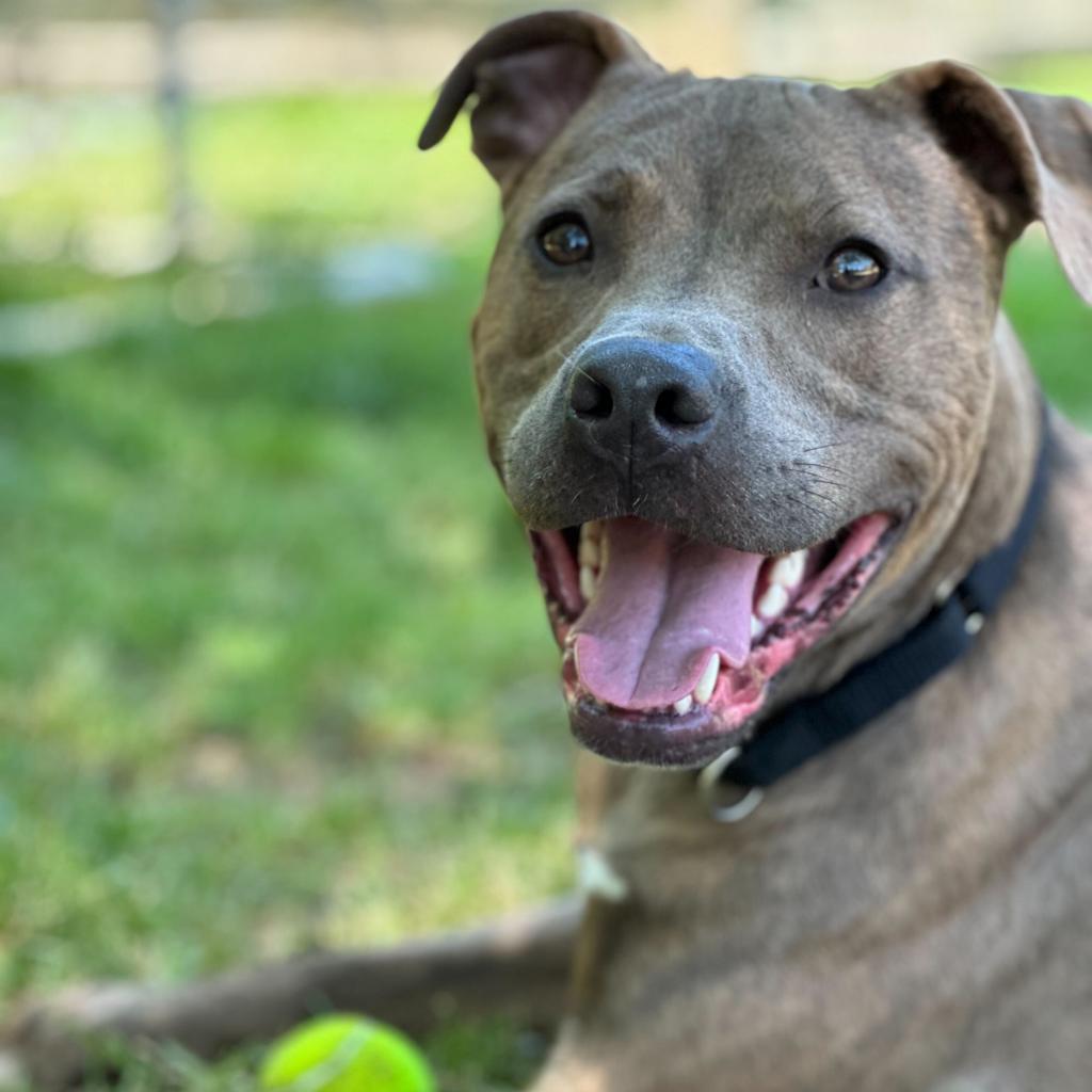 Enlarge Scout, a Adoptable mixed breed in Fairfax Station, VA image 3/6