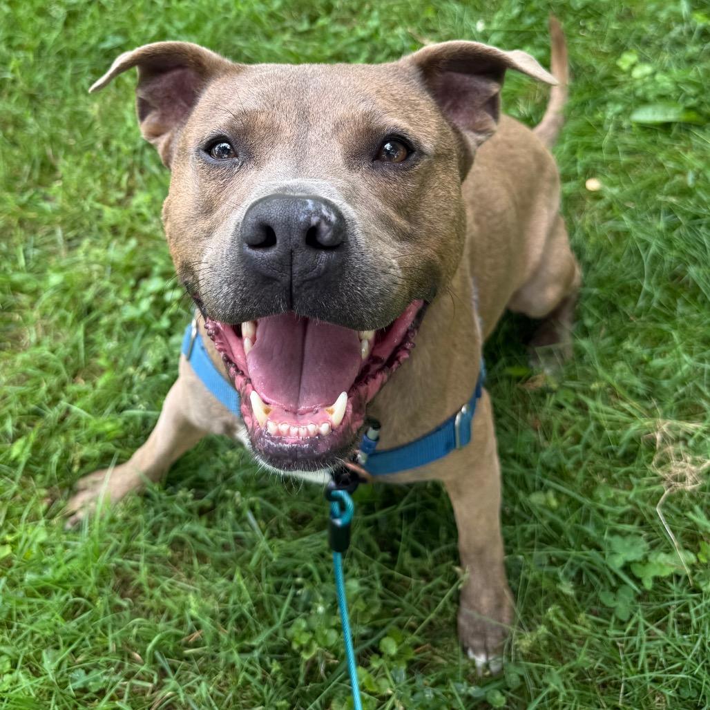 Enlarge Scout, a Adoptable mixed breed in Fairfax Station, VA image 4/6