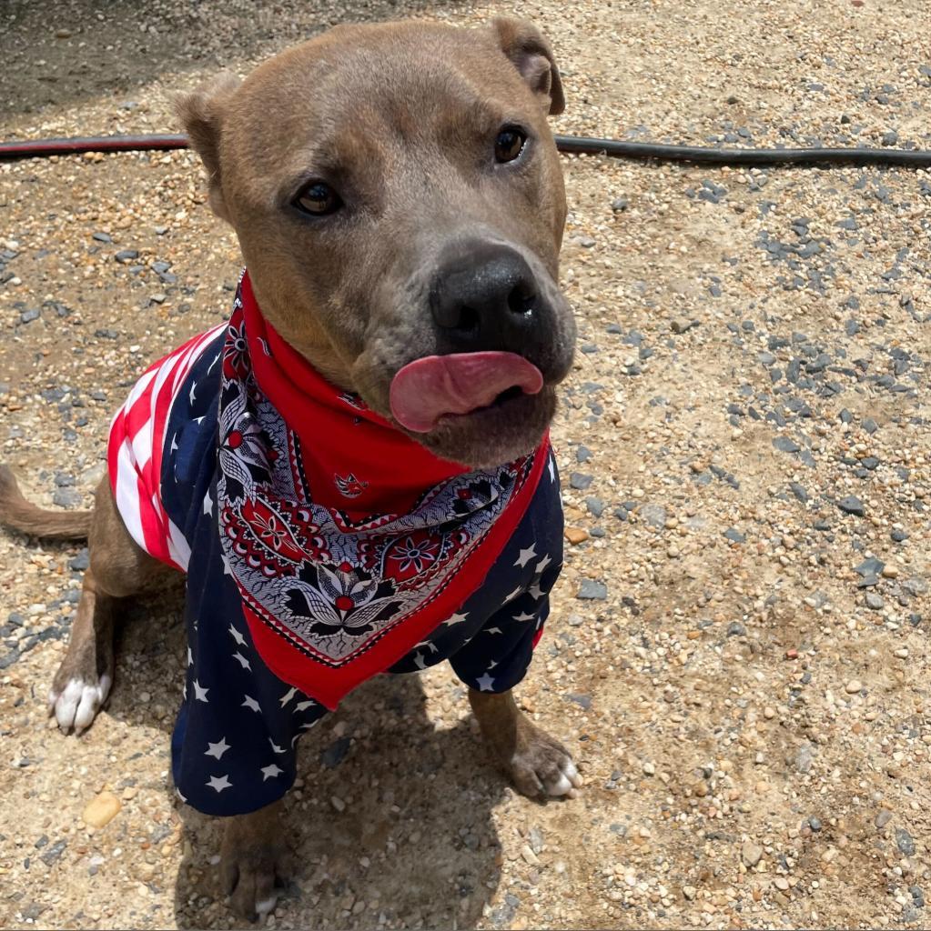 Enlarge Scout, a Adoptable mixed breed in Fairfax Station, VA image 5/6