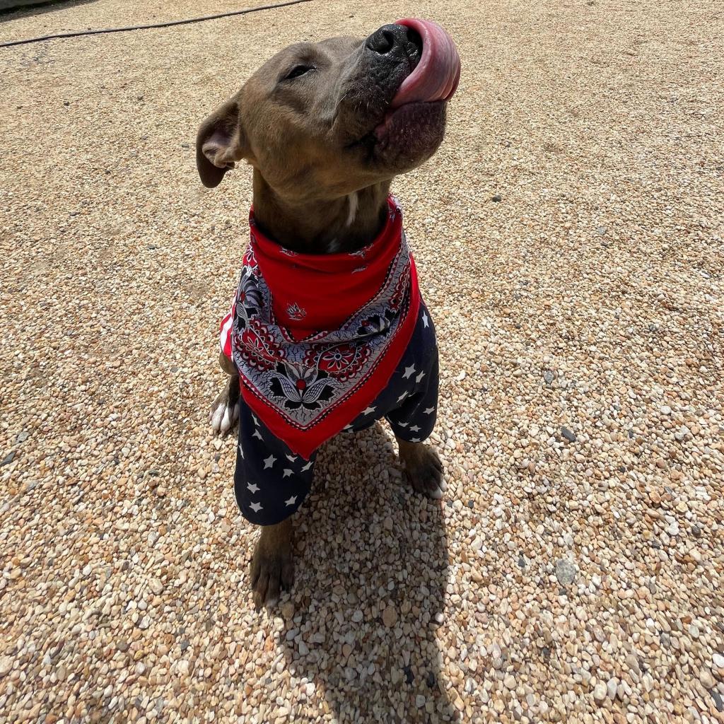 Enlarge Scout, a Adoptable mixed breed in Fairfax Station, VA image 6/6