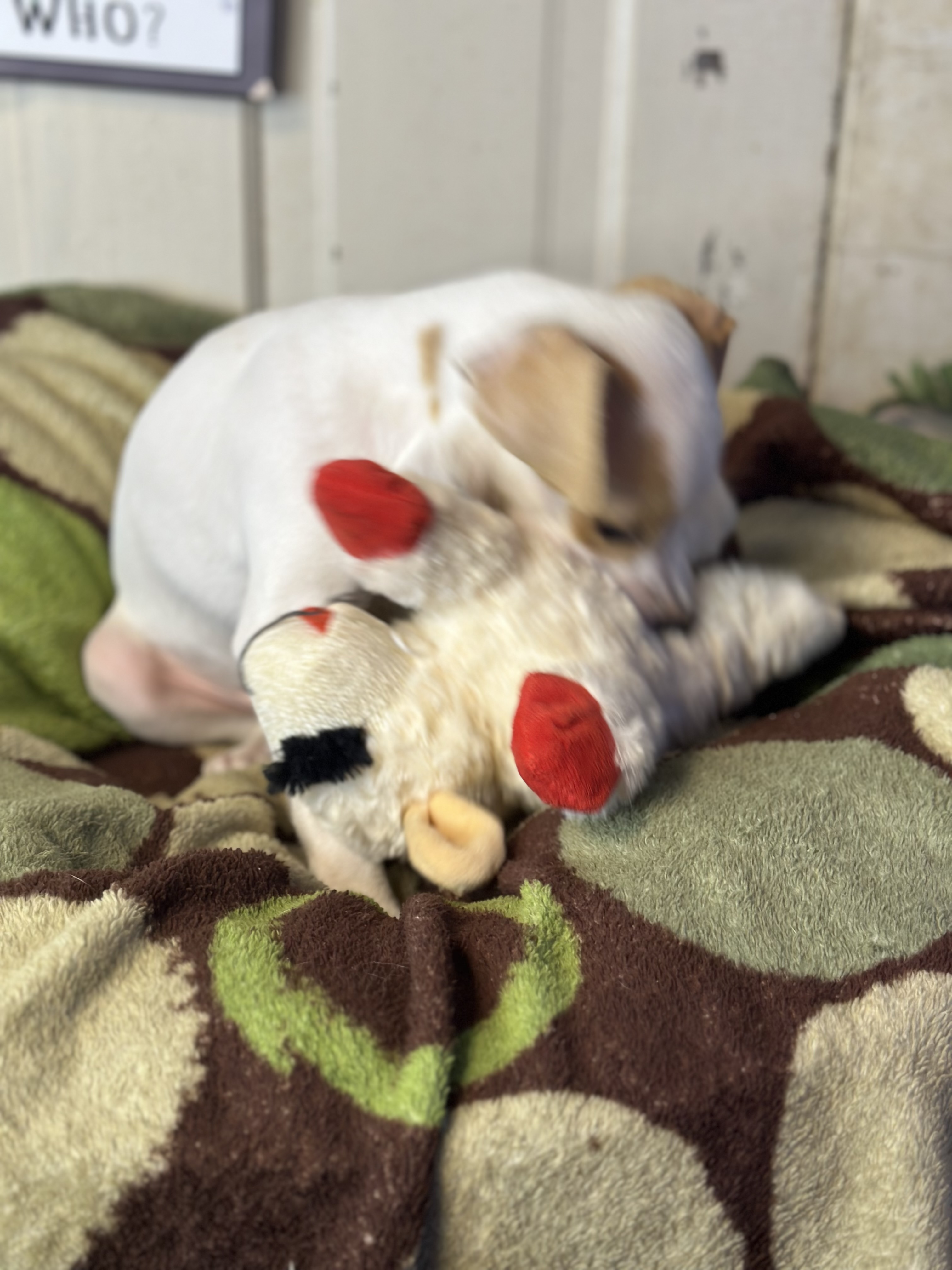 Dog for adoption Pepe, a Beagle & Chihuahua Mix in Springfield, IL