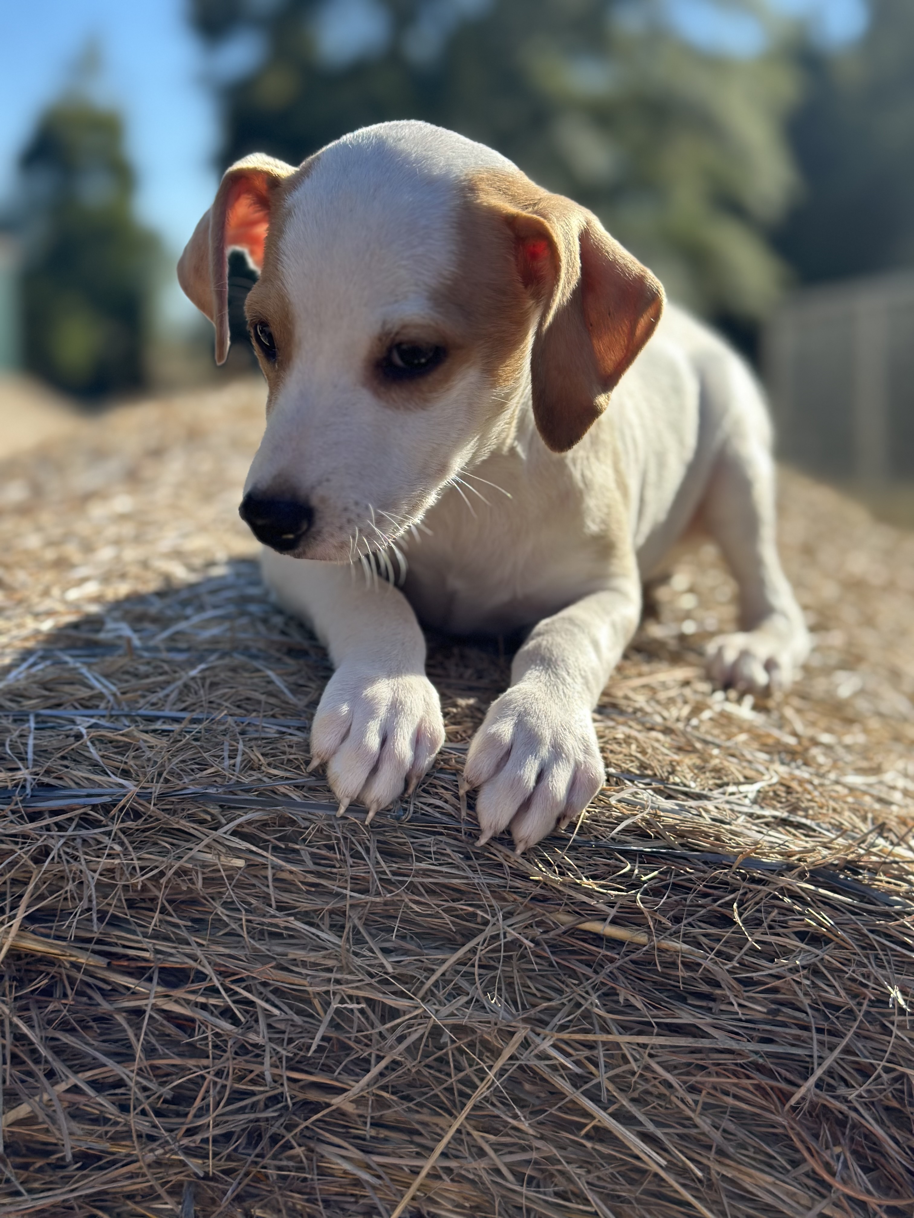 Dog for adoption Pepe, a Beagle & Chihuahua Mix in Springfield, IL