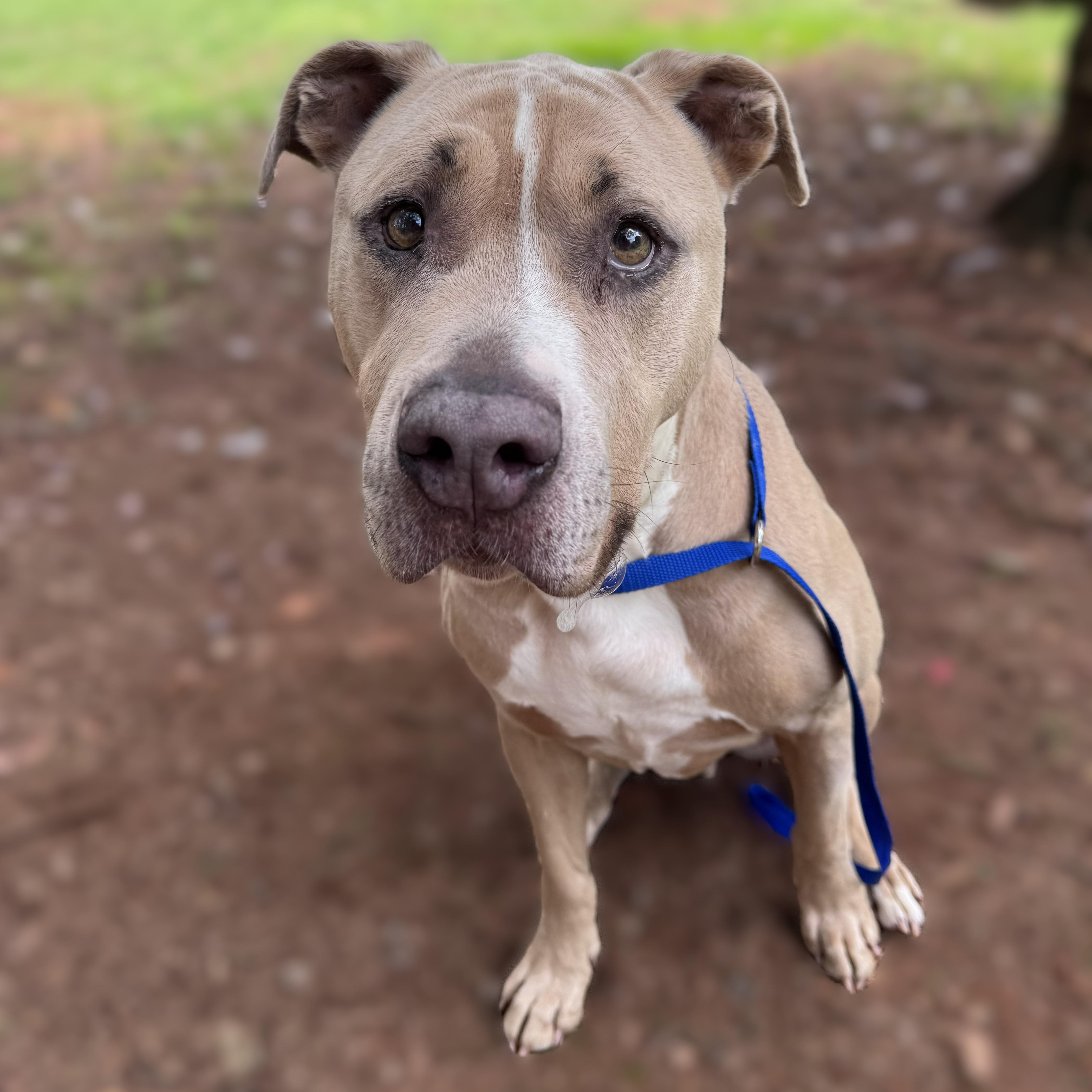 Hank -- MEET ME AT CRABAPPLE KNOLL--Needs to be an only pet, an adoptable Pit Bull Terrier in Alpharetta, GA image 2/5