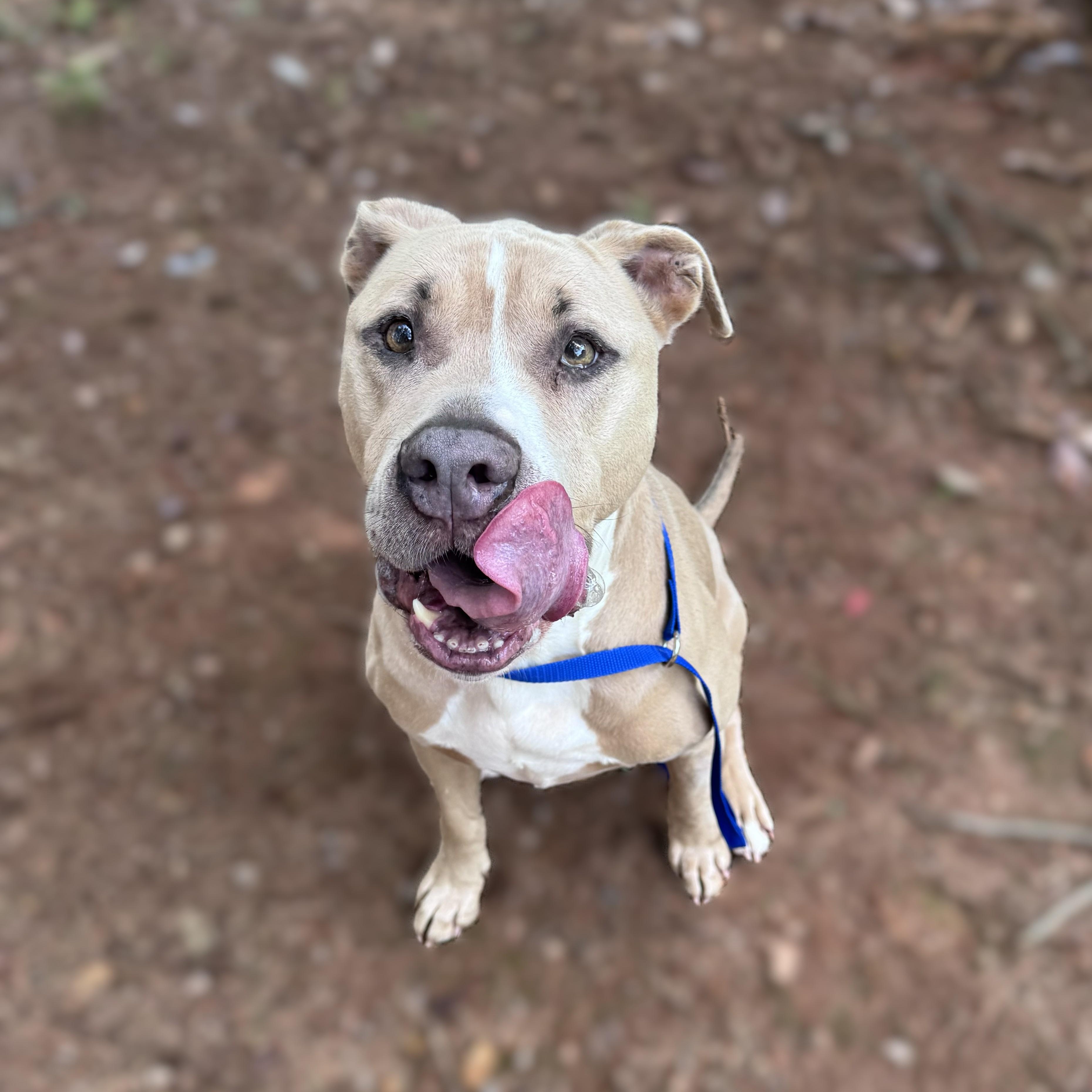 Hank -- MEET ME AT CRABAPPLE KNOLL--Needs to be an only pet, an adoptable Pit Bull Terrier in Alpharetta, GA image 3/5