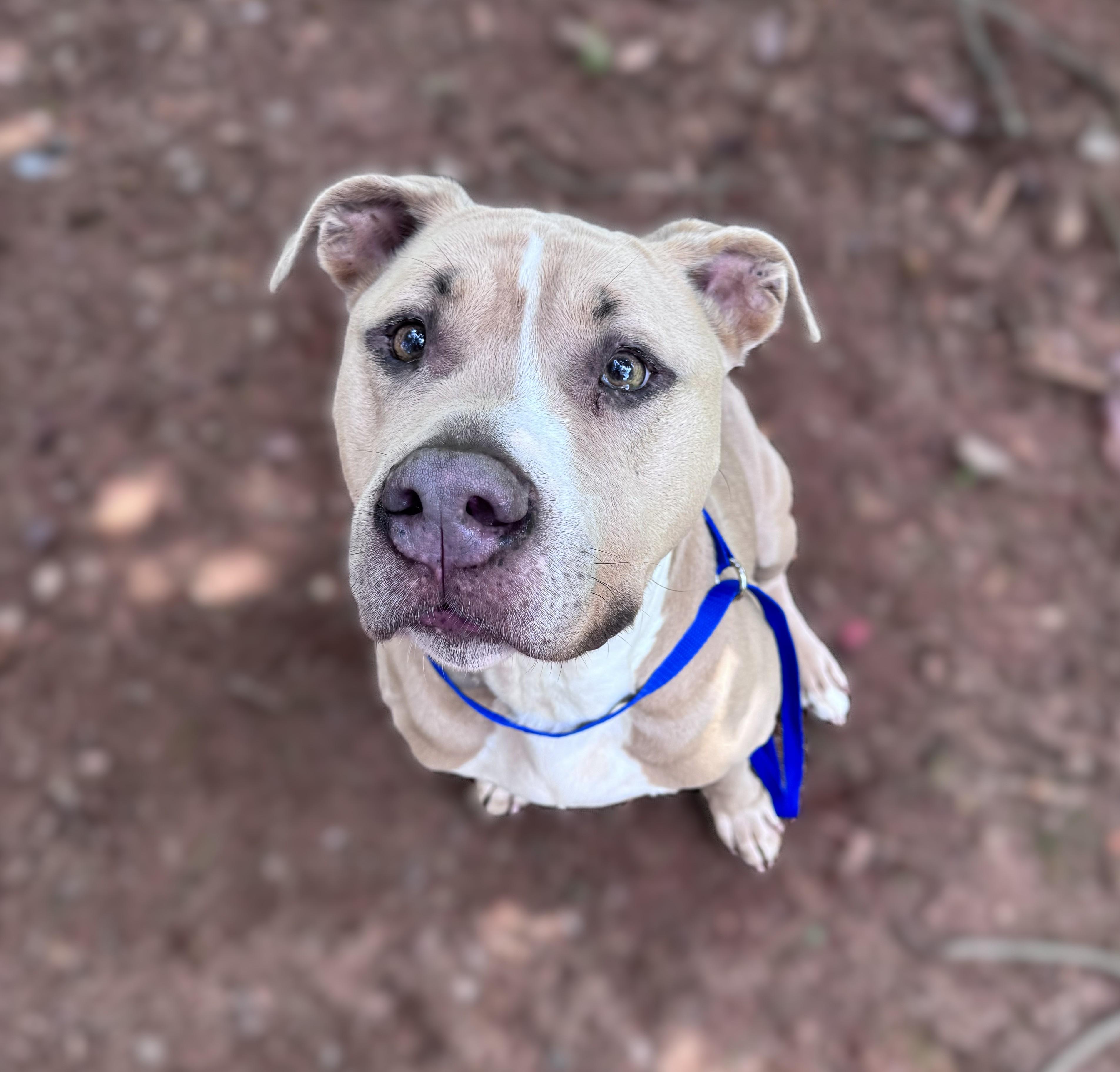 Hank -- MEET ME AT CRABAPPLE KNOLL--Needs to be an only pet, an adoptable Pit Bull Terrier in Alpharetta, GA image 4/5