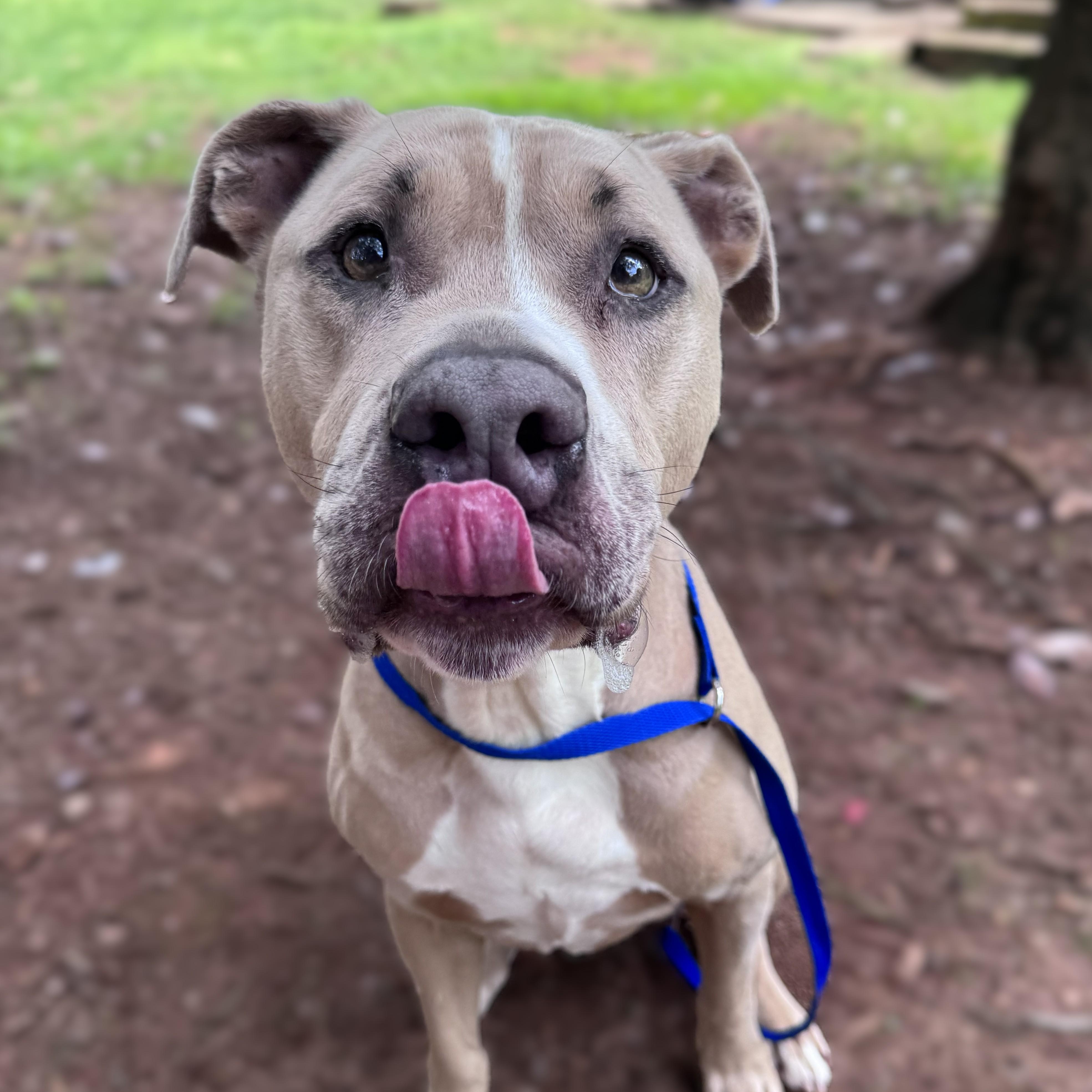Hank -- MEET ME AT CRABAPPLE KNOLL--Needs to be an only pet, adoptable, Adult Male Pit Bull Terrier.