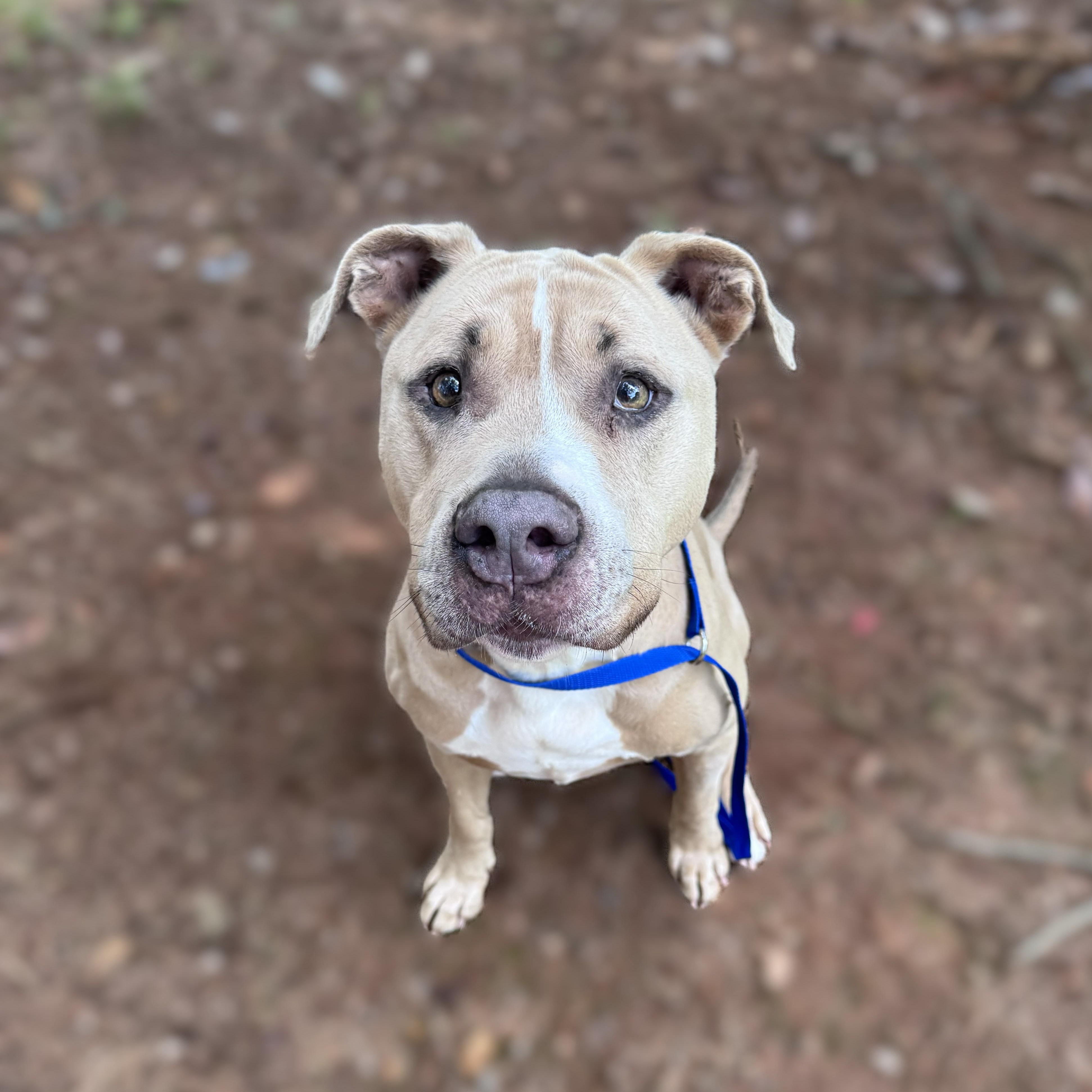 Hank -- MEET ME AT CRABAPPLE KNOLL--Needs to be an only pet, an adoptable Pit Bull Terrier in Alpharetta, GA image 5/5