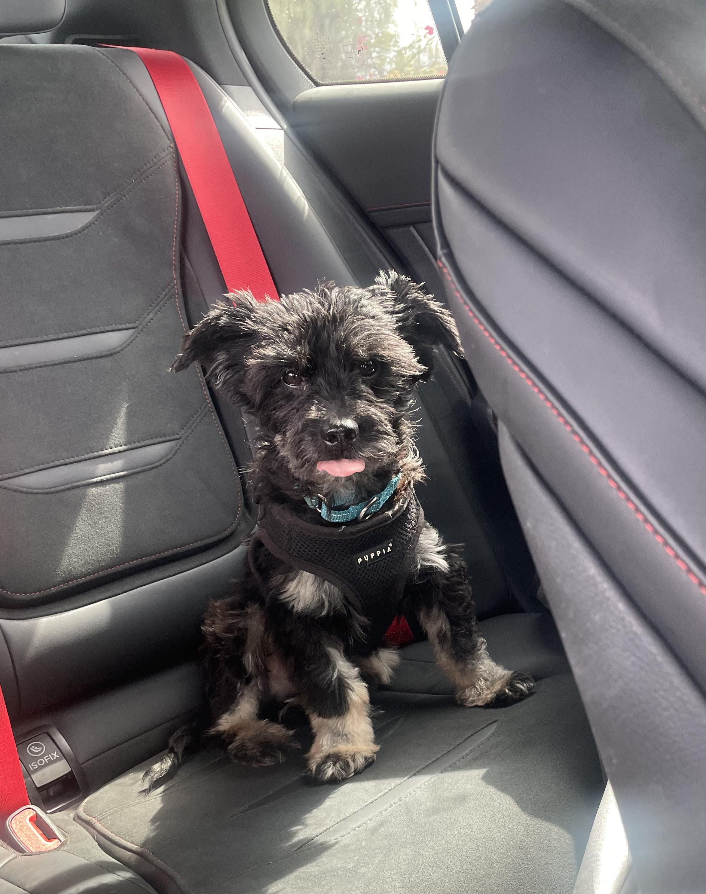 Jax, Adoptable, Adult Male Poodle & Terrier.