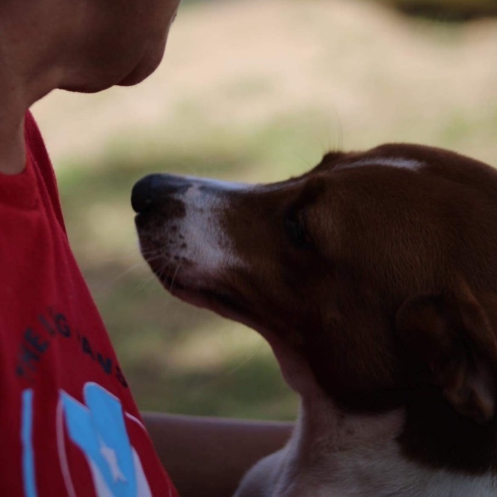 Enlarge Tania, a Adoptable Basenji in Boston, MA image 1/6