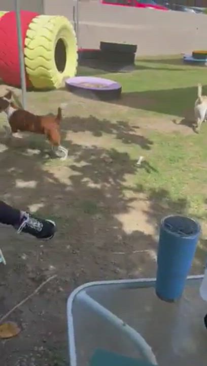 Enlarge Tania, a Adoptable Basenji in Boston, MA video 6/6