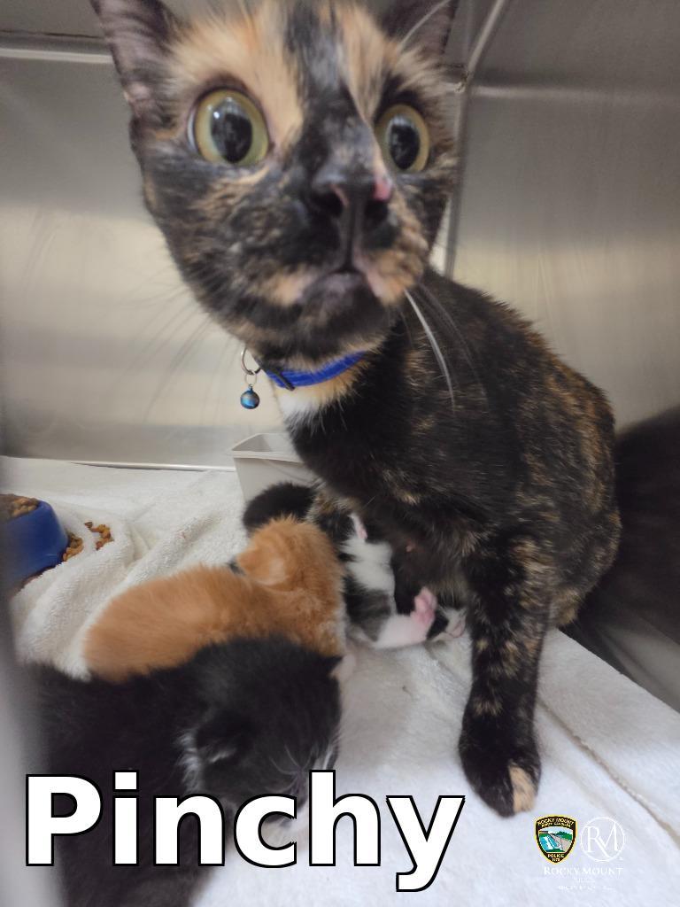 Enlarge Pinchy, a Adoptable mixed breed in Rocky Mount, NC image 1/2