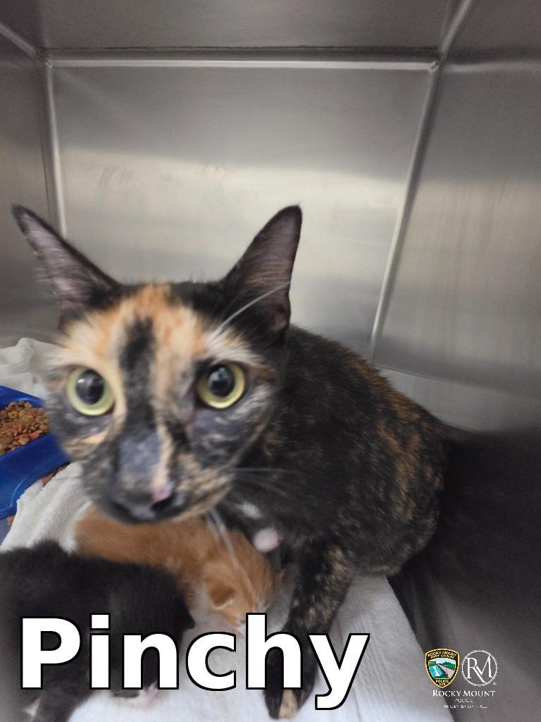 Enlarge Pinchy, a Adoptable mixed breed in Rocky Mount, NC image 2/2