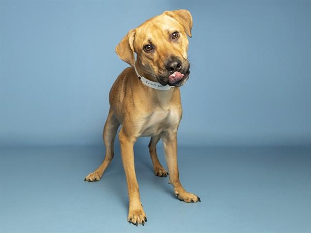 VINNEY, Adoptable, Young Male Black Mouth Cur.