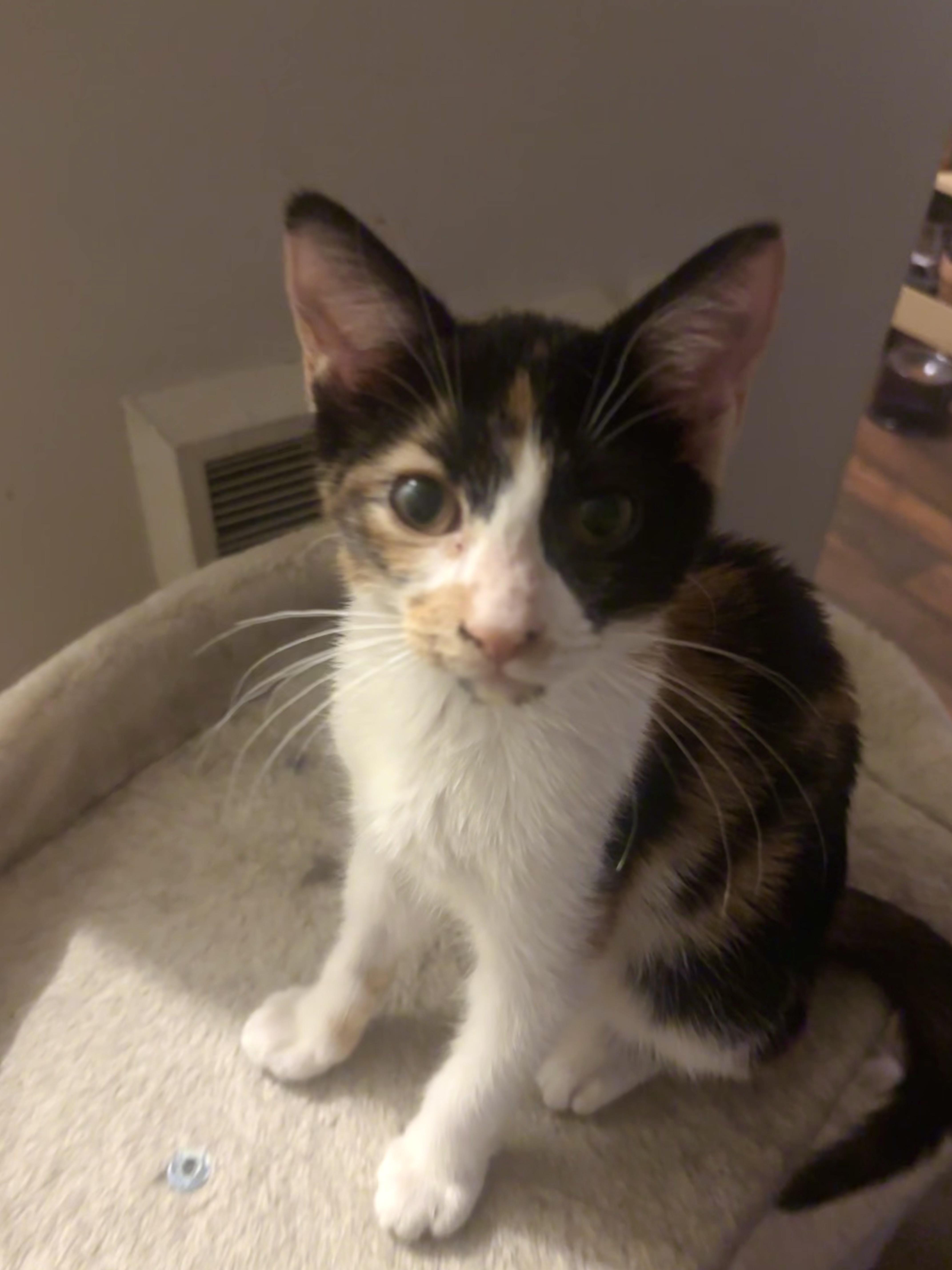 Enlarge Elena, a ADOPTABLE Domestic Short Hair in Statesboro, GA image 3/4