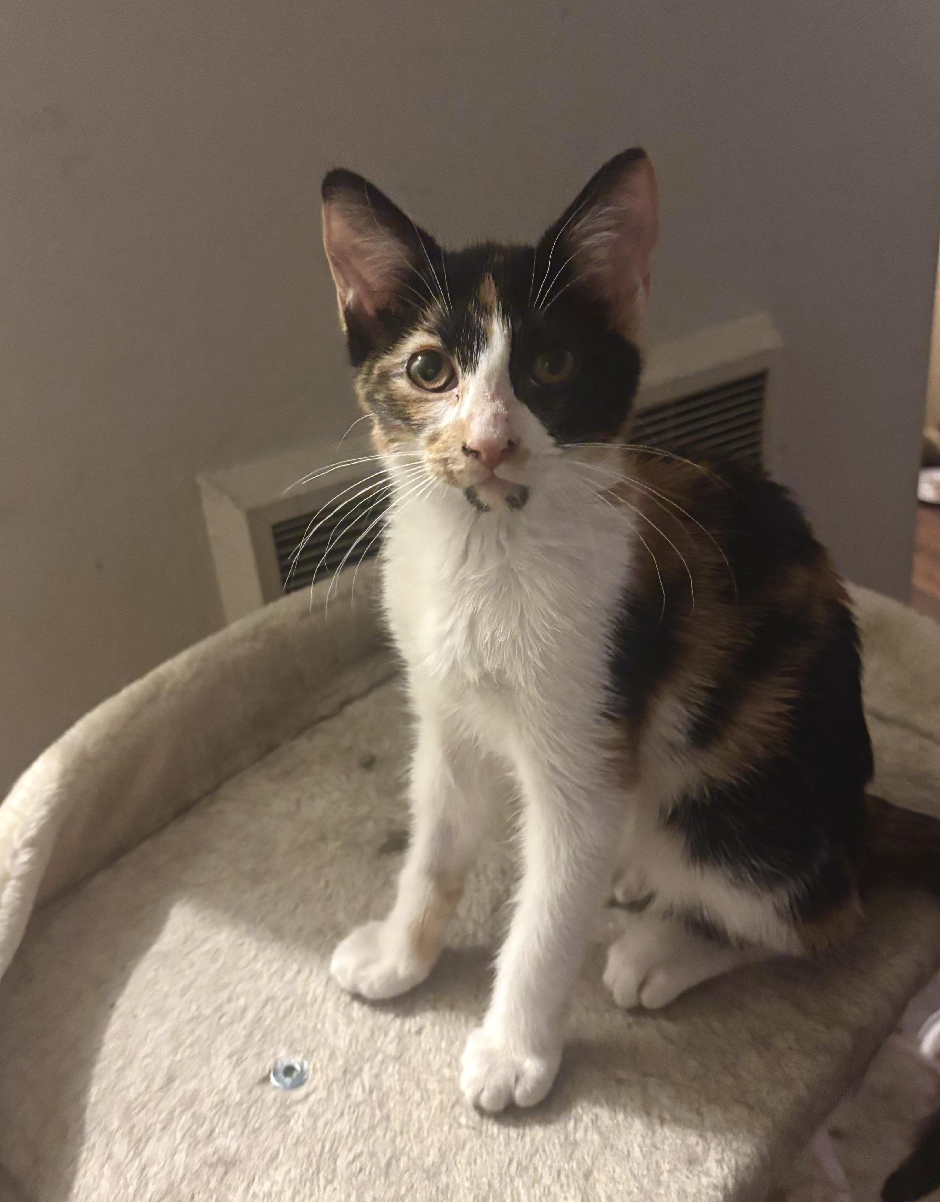 Enlarge Elena, a ADOPTABLE Domestic Short Hair in Statesboro, GA image 2/4