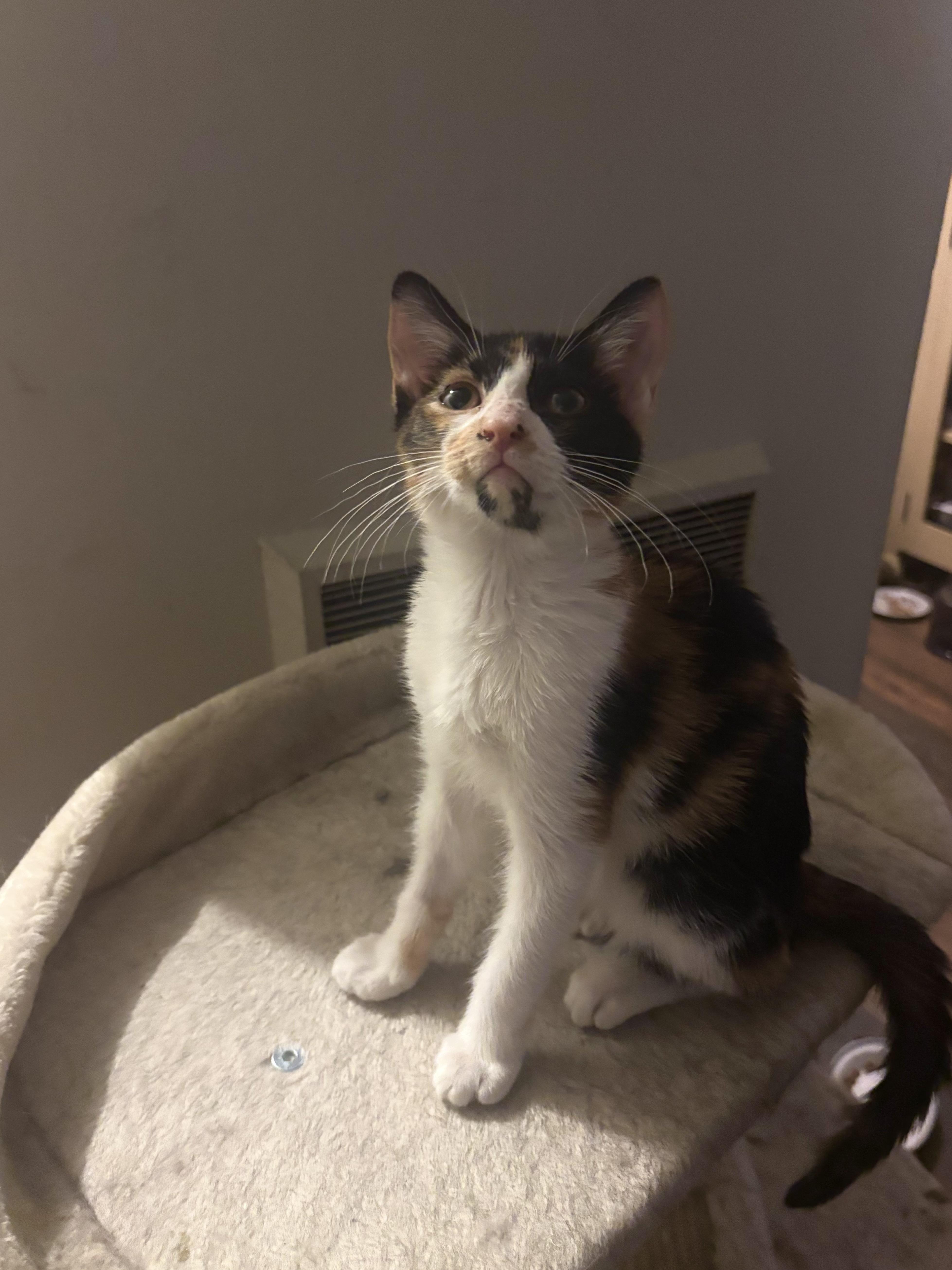 Enlarge Elena, a ADOPTABLE Domestic Short Hair in Statesboro, GA image 4/4