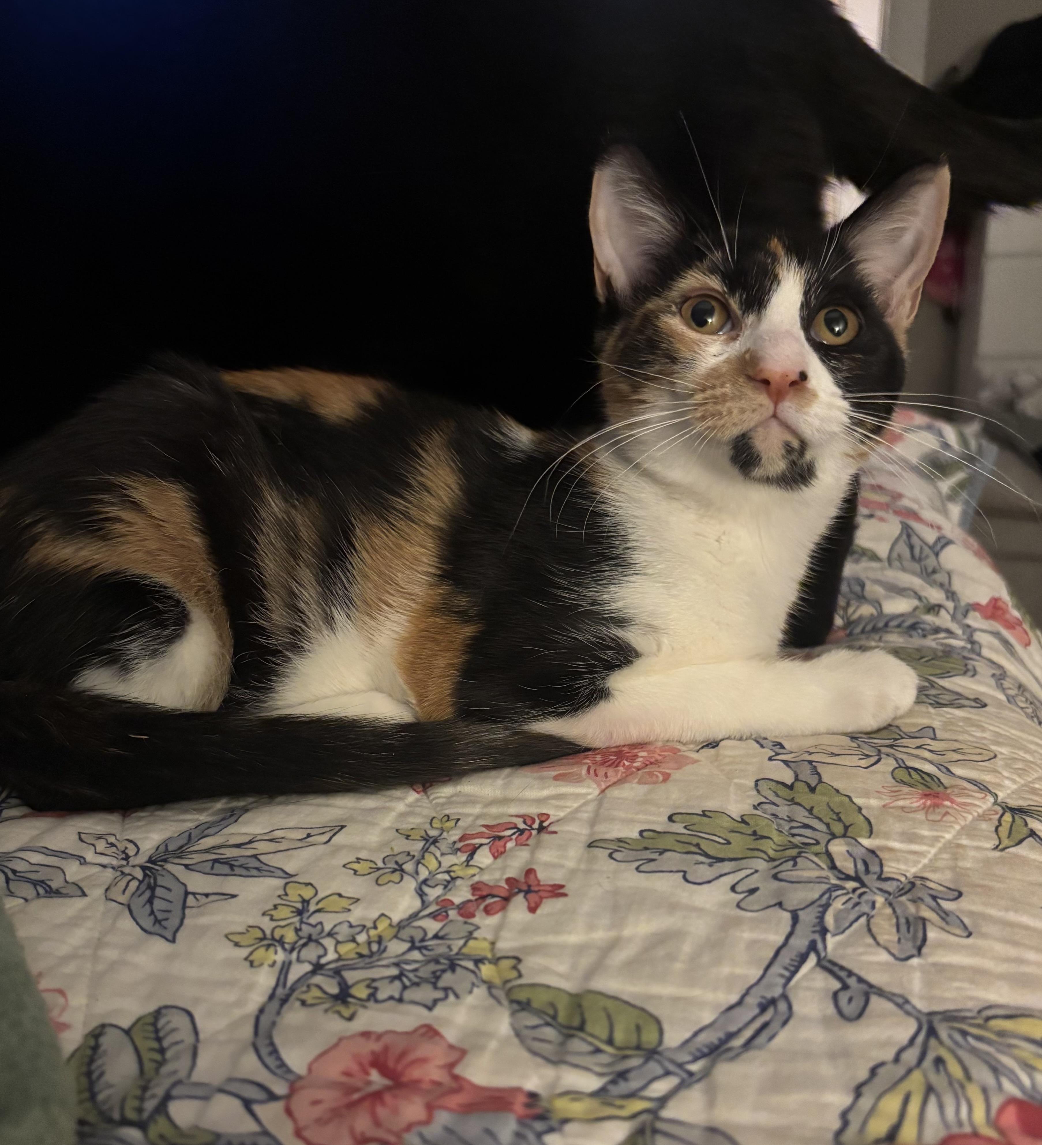 Elena, a ADOPTABLE Domestic Short Hair in Statesboro, GA image 1/5