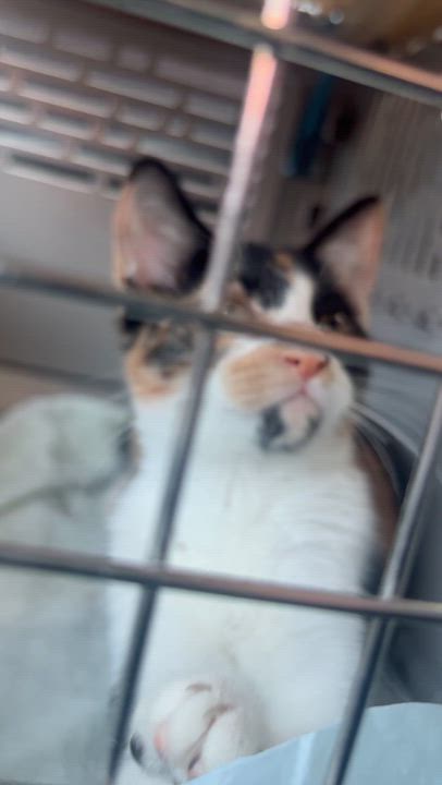Enlarge Elena, a ADOPTABLE Domestic Short Hair in Statesboro, GA video 1/4