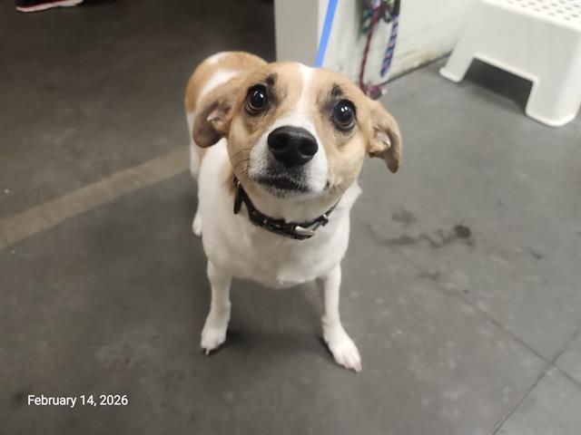 JACK, Adoptable, Adult Male Terrier & Mixed Breed.