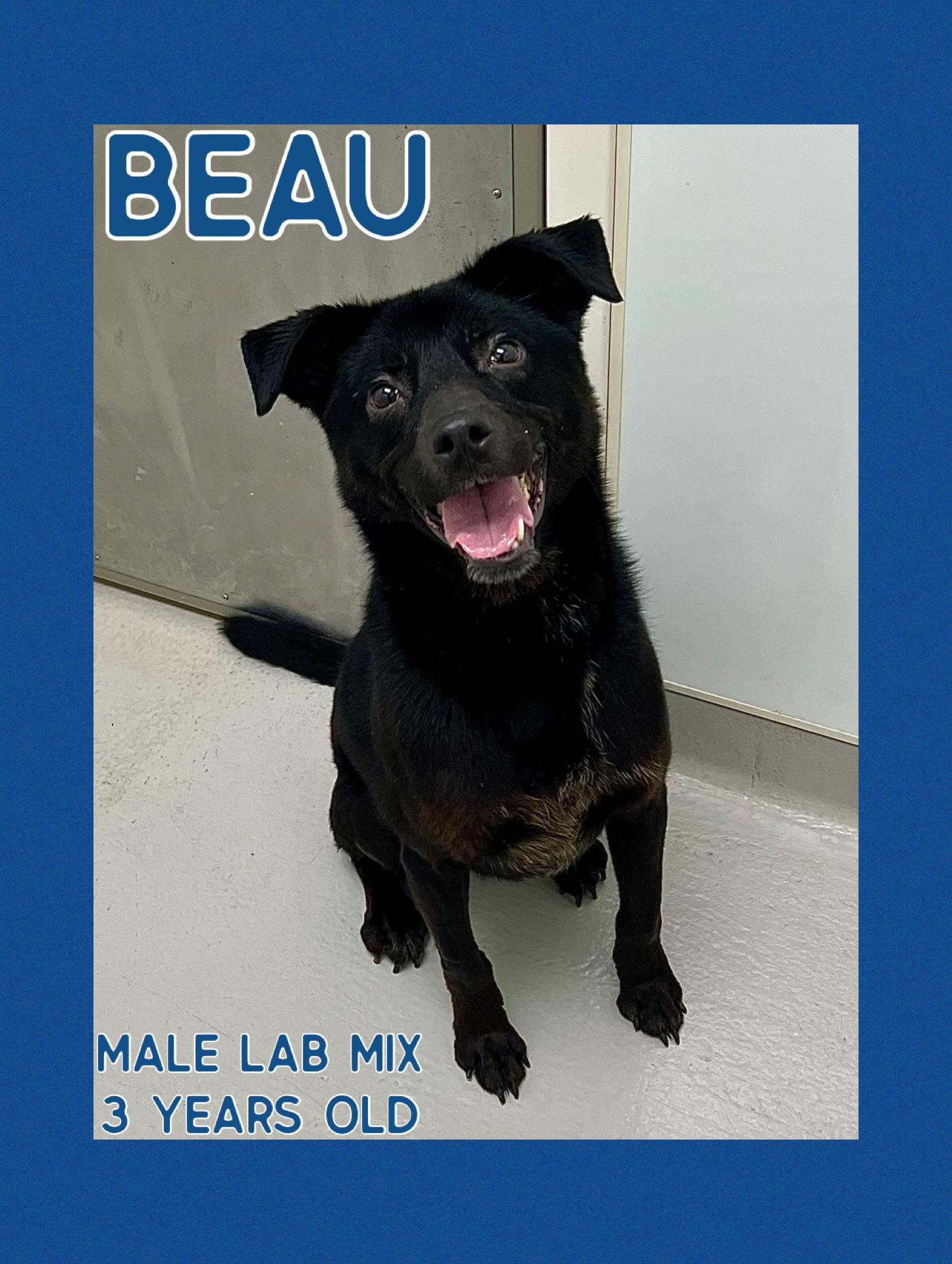 Beau, Adoptable, Adult Male Labrador Retriever.