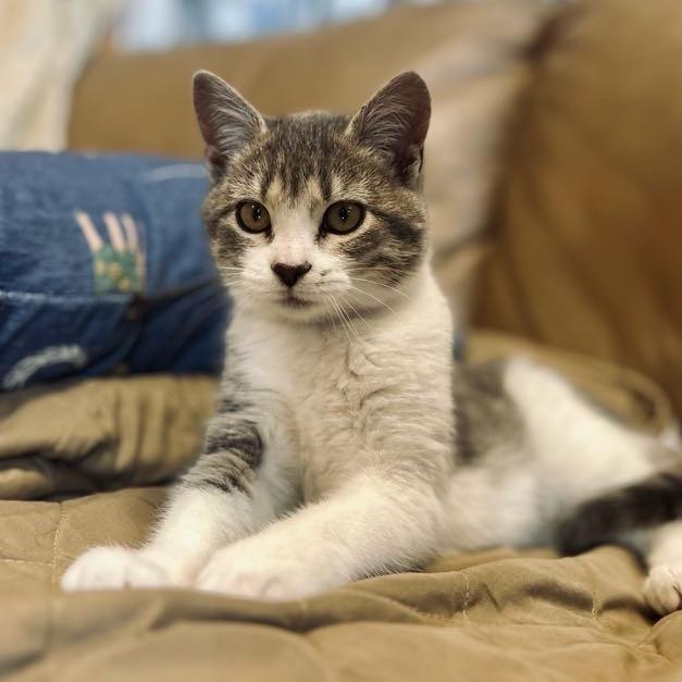 Riser, Adoptable, Young Female Domestic Short Hair.