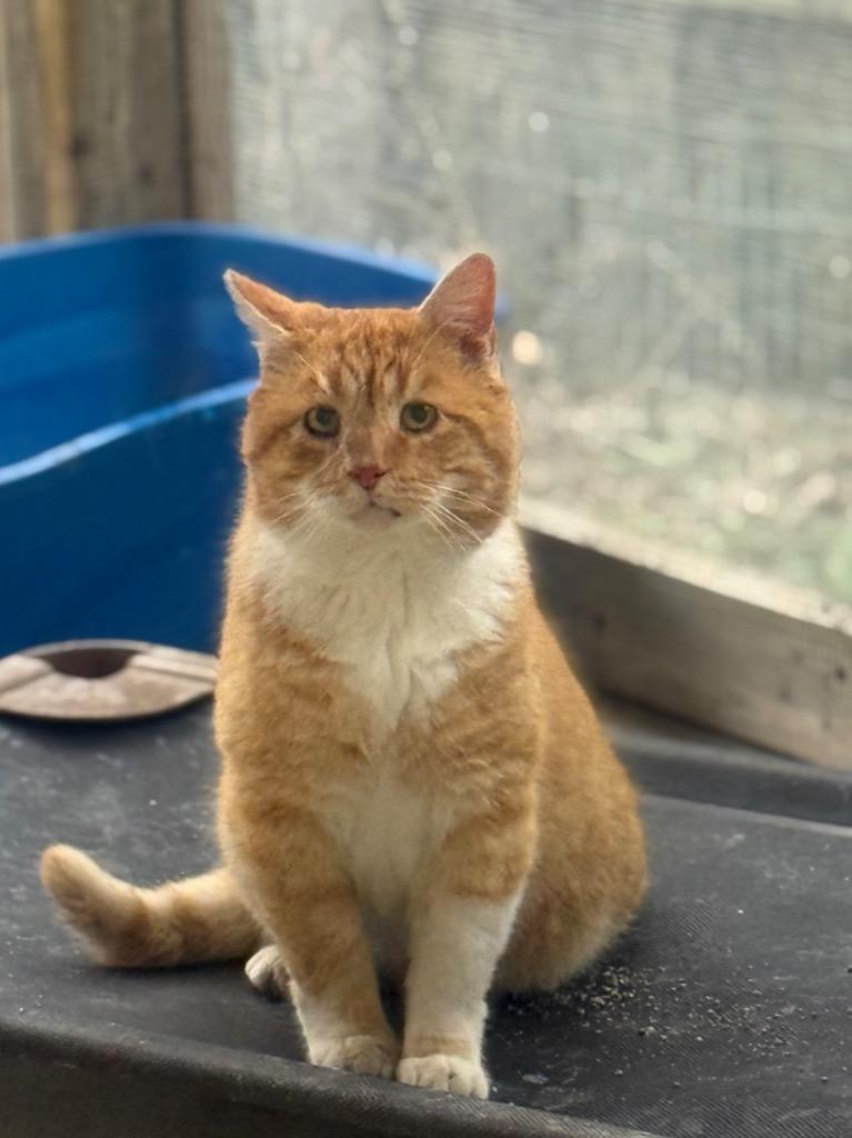 Enlarge Peewee, a Adoptable mixed breed in North Vernon, IN image 1/1