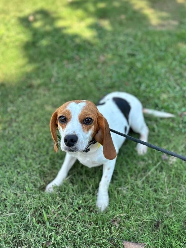 Enlarge Kate, a Adoptable Beagle in Berkeley Heights, NJ image 1/4