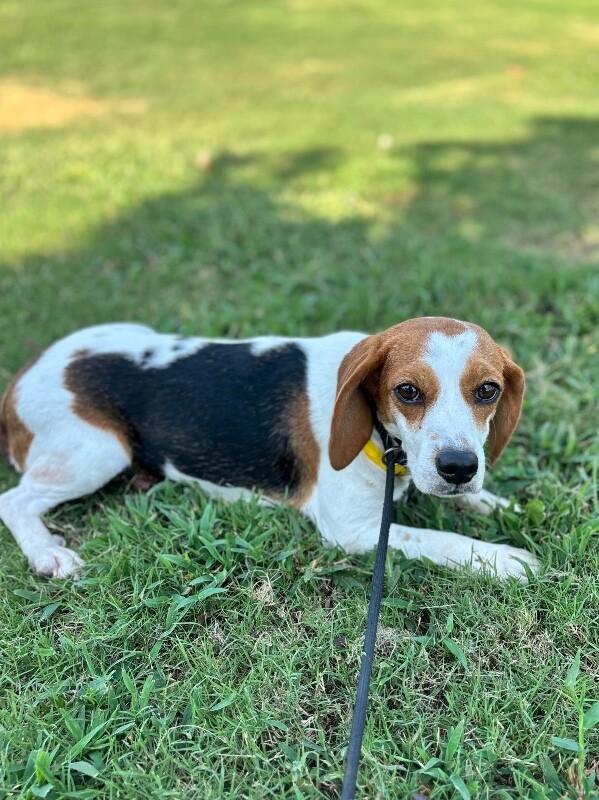 Enlarge Kate, a Adoptable Beagle in Berkeley Heights, NJ image 2/4