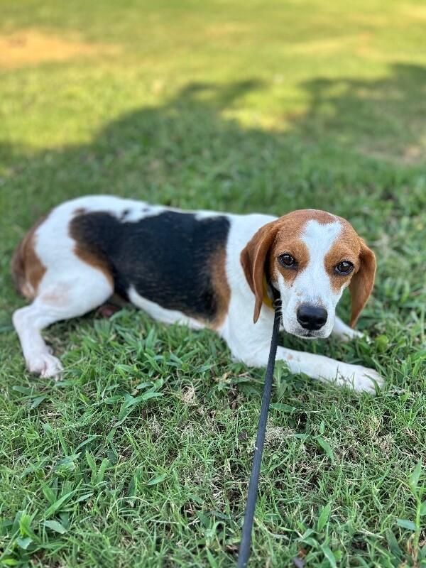 Enlarge Kate, a Adoptable Beagle in Berkeley Heights, NJ image 3/4