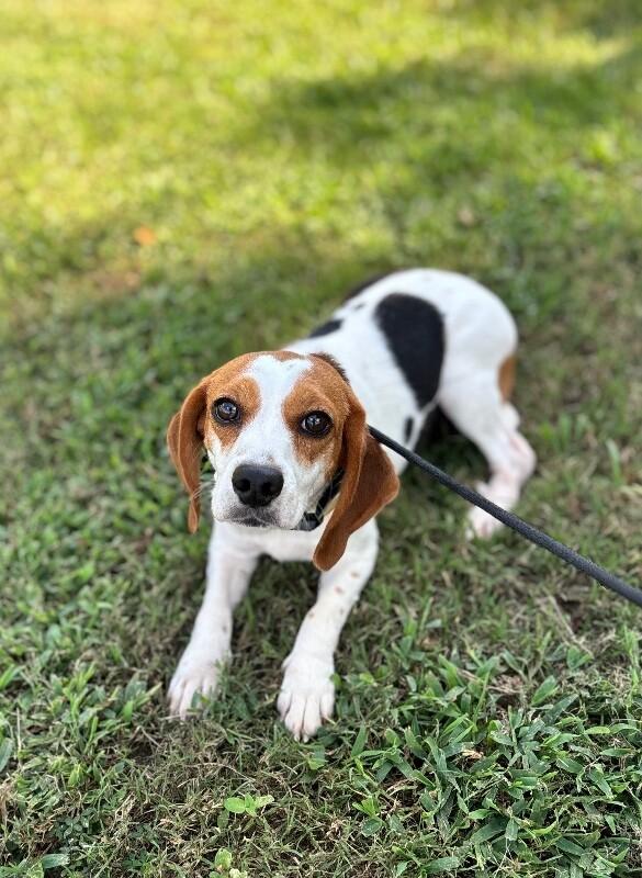 Enlarge Kate, a Adoptable Beagle in Berkeley Heights, NJ image 4/4