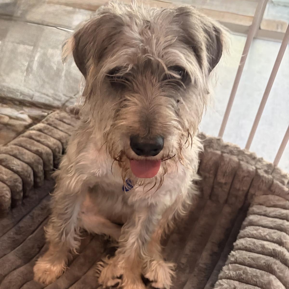 Benz, ADOPTABLE, Young Male Miniature Schnauzer.