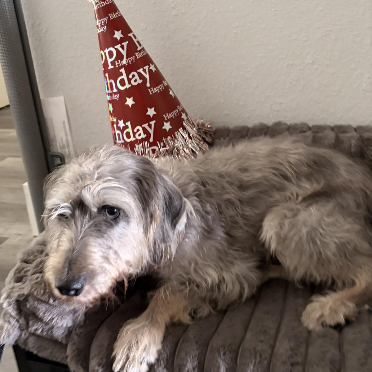 Benz, a ADOPTABLE Miniature Schnauzer in Orange Park, FL image 3/5