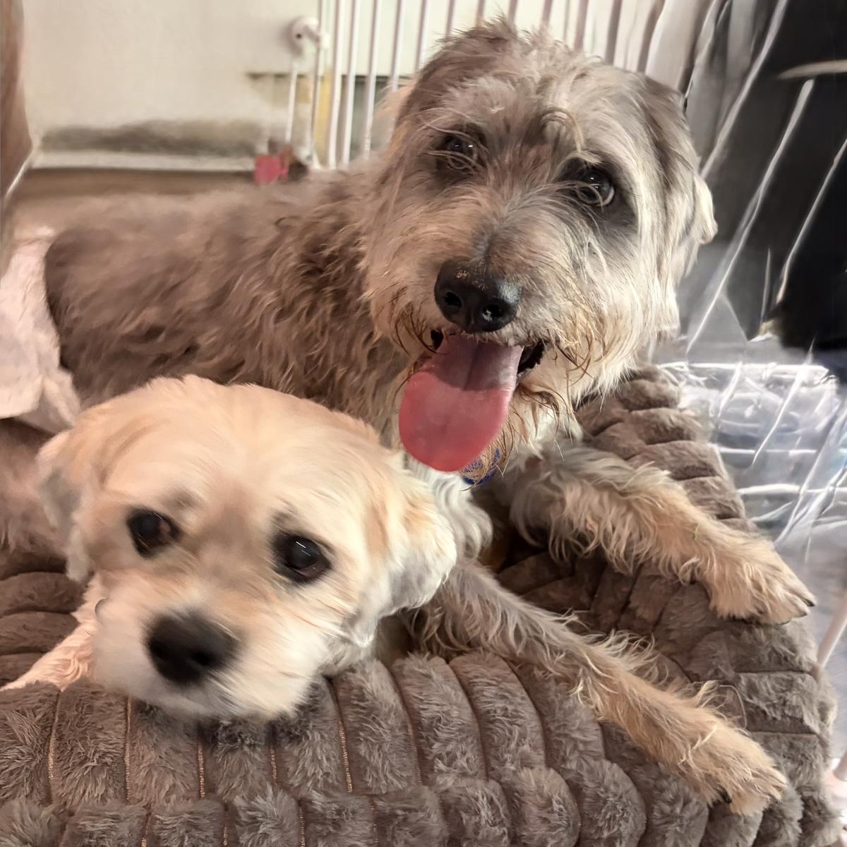 Benz, a ADOPTABLE Miniature Schnauzer in Orange Park, FL image 2/5
