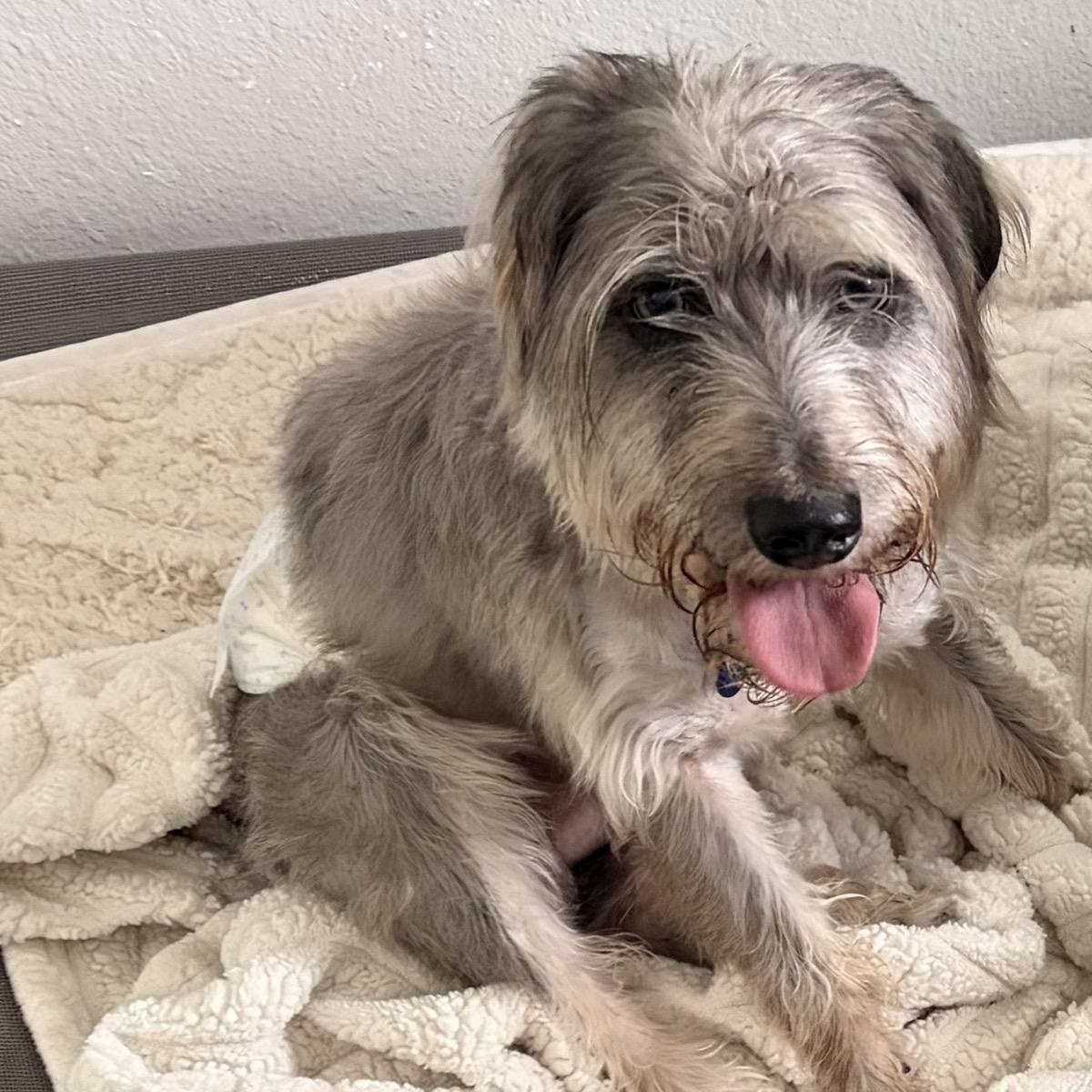 Benz, a ADOPTABLE Miniature Schnauzer in Orange Park, FL image 5/5