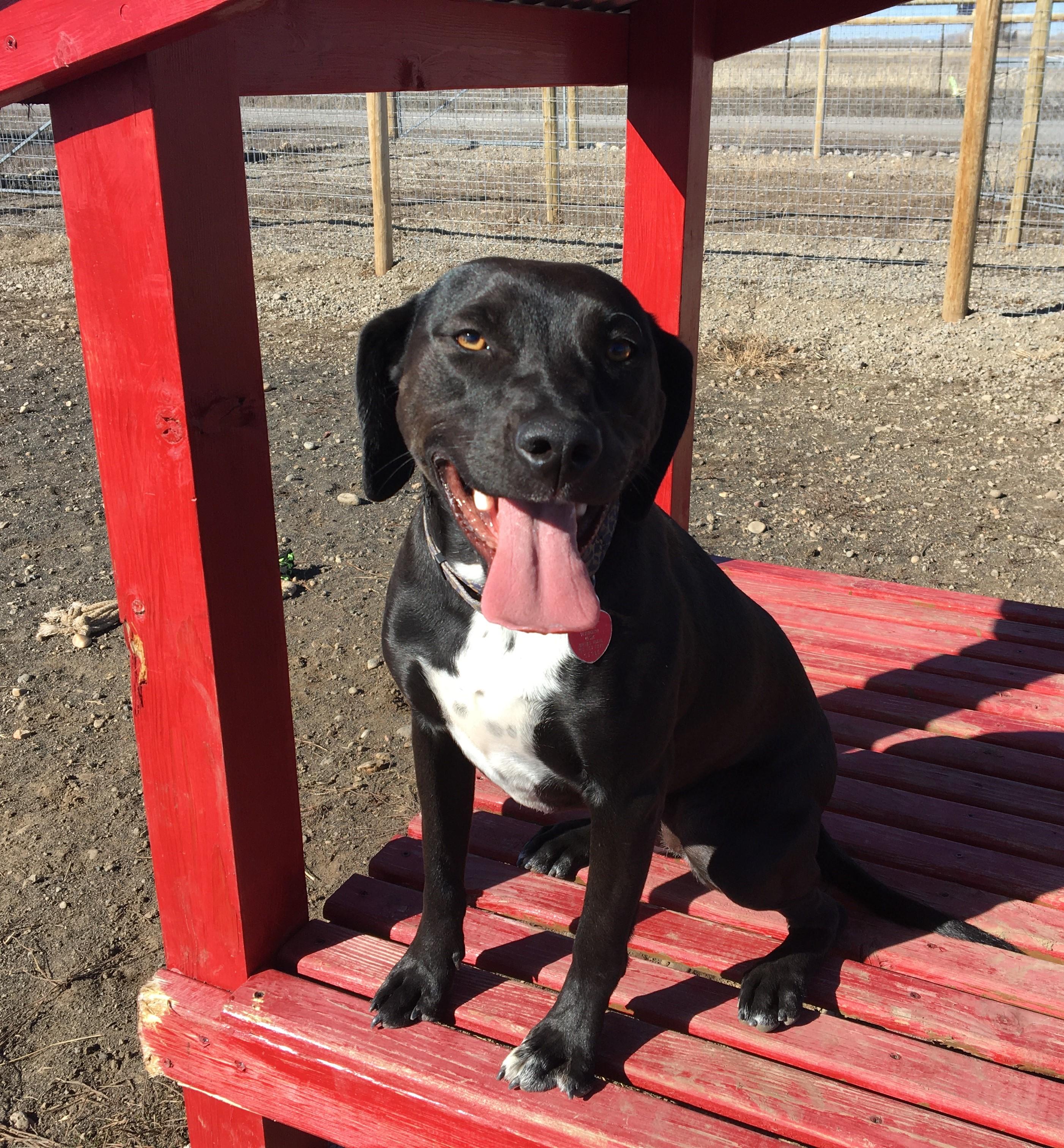 Enlarge Harley, a Adopted mixed breed in St. Anthony, ID image 1/1