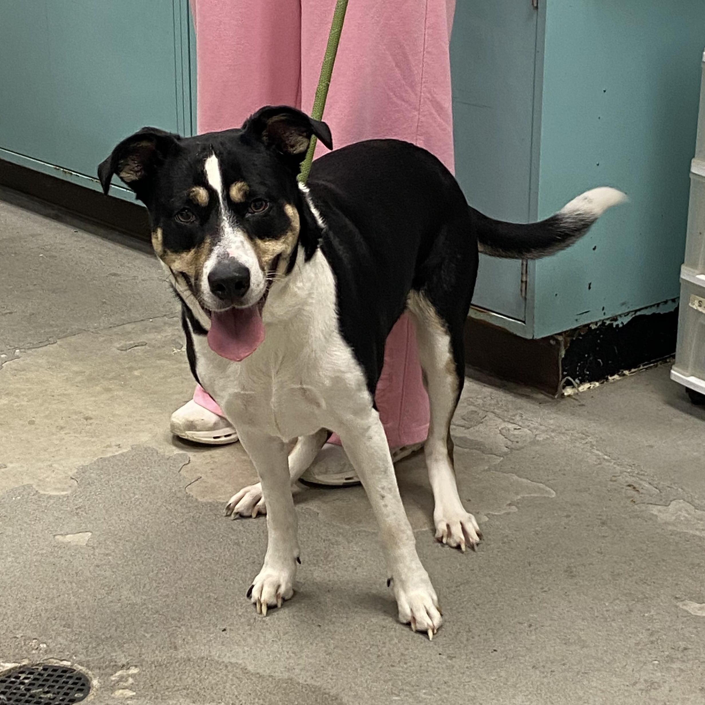 Enlarge Waffles, a ADOPTABLE mixed breed in Urbana, IL image 2/2