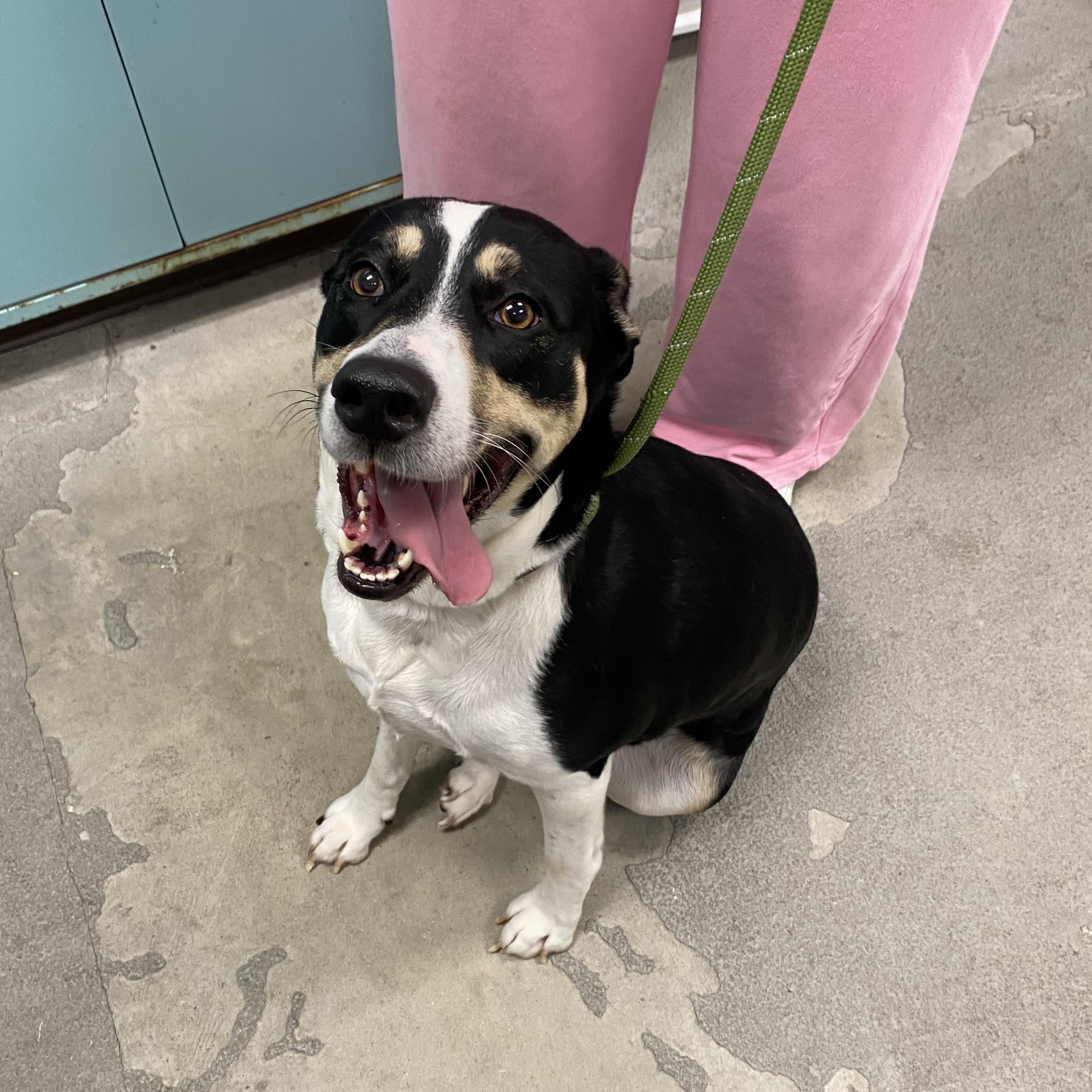 Enlarge Waffles, a ADOPTABLE mixed breed in Urbana, IL image 1/2