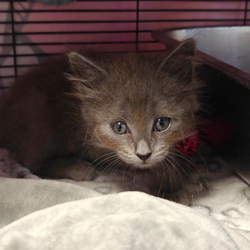 Moscow, Adoptable, Kitten Male Domestic Long Hair.