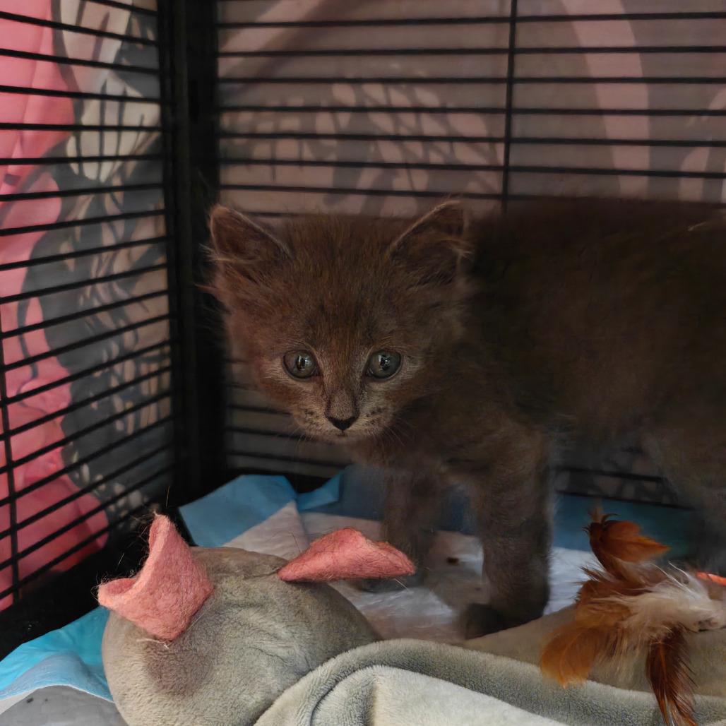 Moscow, a Adoptable Domestic Long Hair in New Orleans, LA image 2/2