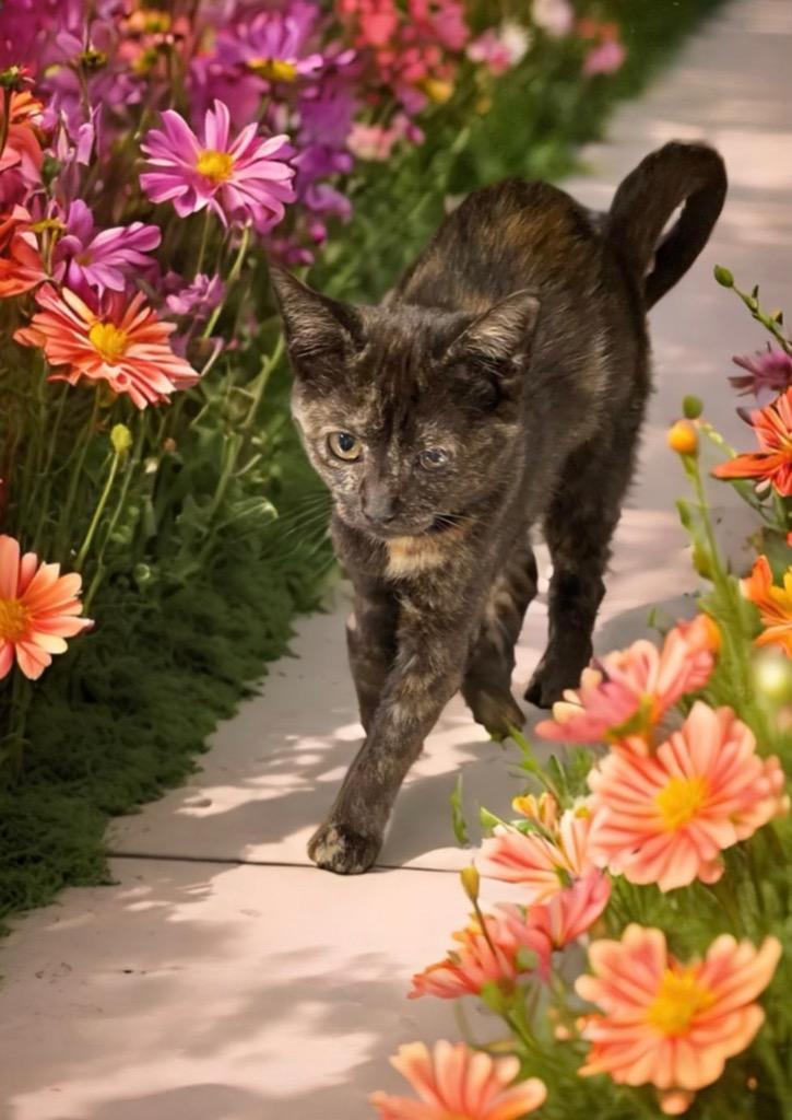 Carlita, Adoptable, Young Female Domestic Short Hair.