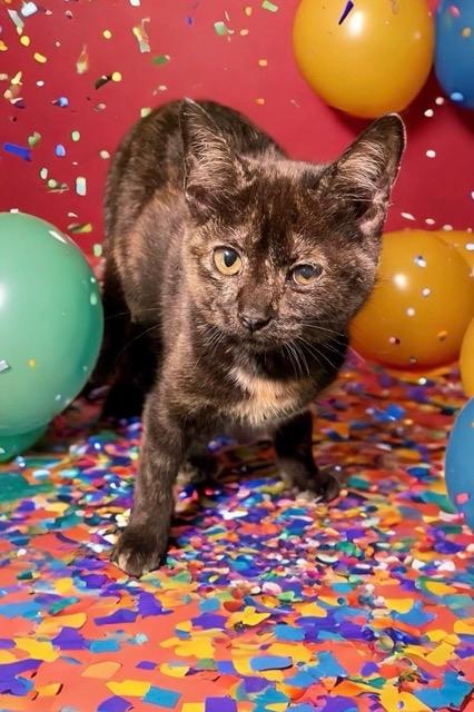 Carlita, a Adoptable mixed breed in Richland Hills, TX image 2/3