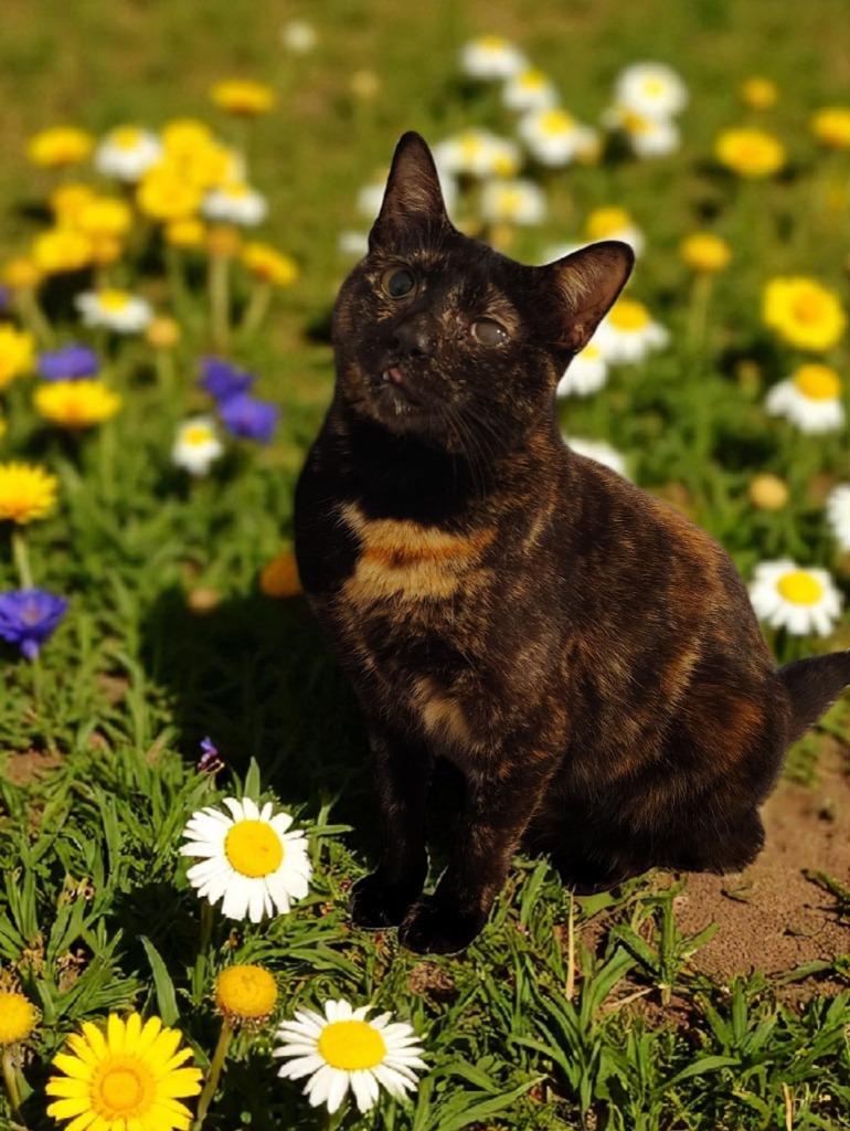 Carlita, a Adoptable mixed breed in Richland Hills, TX image 3/3