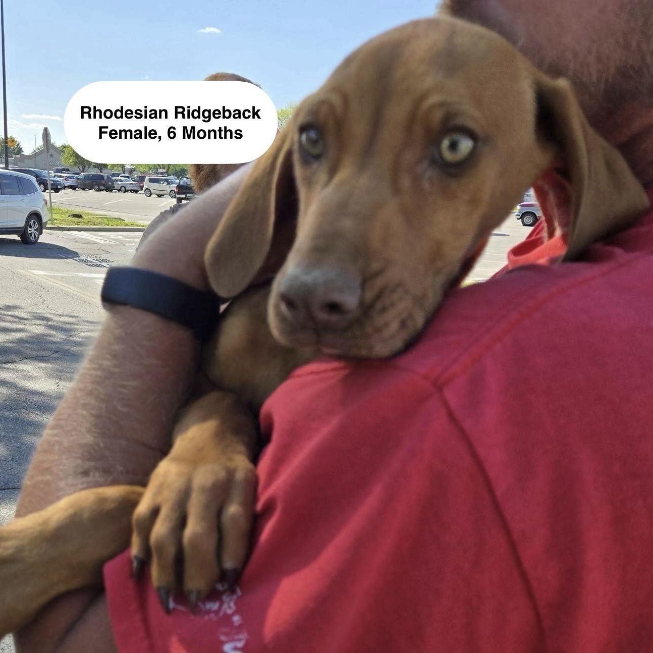 June, ADOPTABLE, Puppy Female Rhodesian Ridgeback.