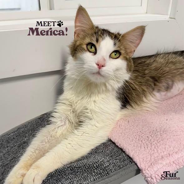 MERICA, adopted, Young Female Domestic Medium Hair.